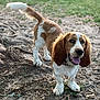 dog, basset_hound, outdoor, grass, dirt, leaves, fence, pet, animal, canine, happy, tongue_out, ears, tail, smiling, nature, daylight, playful, ground, fur