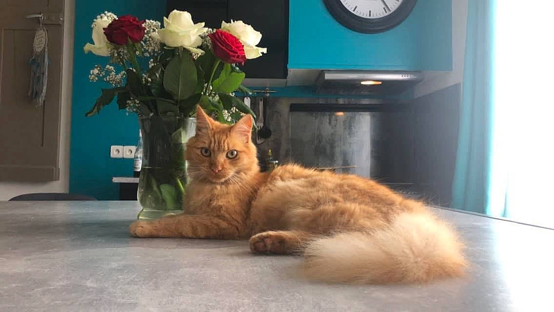 Rossi participe au concours pour gagner de l'argent avec cette photo : carnivore, cat, clock, comfort, fawn, felidae, flooring, flower, flowerpot, fur, home_appliance, paw, plant, rose, small_to_medium_sized_cats, snout, tail, television, television_set, whiskers