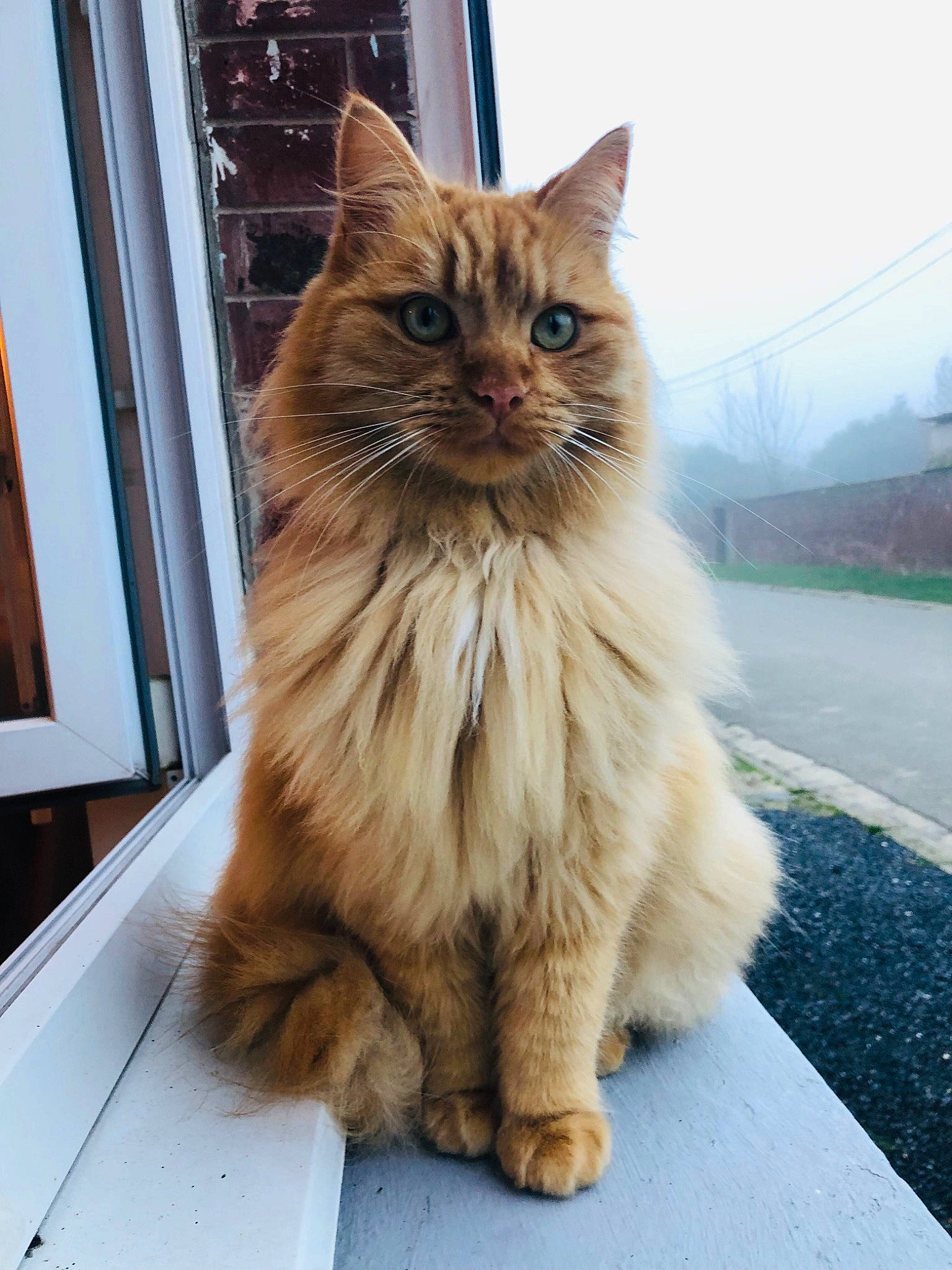 Rossi a rejoint le concours — aidez-le/la à gagner de superbes lots ! asphalt, box, british_longhair, carnivore, cat, claw, fawn, felidae, fur, maine_coon, plant, sky, small_to_medium_sized_cats, snout, tail, terrestrial_animal, tire, whiskers, wood