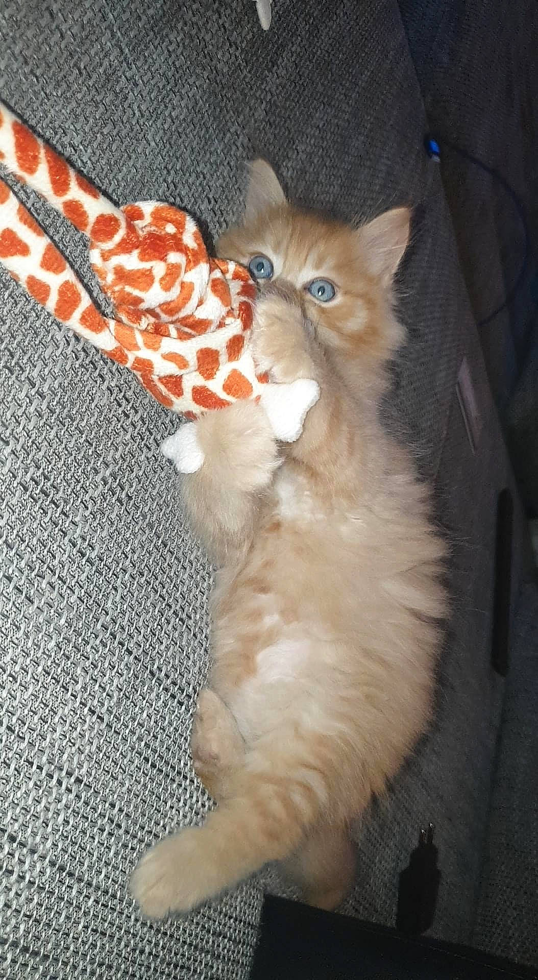 Rossi a rejoint le concours — aidez-le/la à gagner de superbes lots ! carnivore, cat, claw, comfort, costume_hat, domestic_short_haired_cat, fashion_accessory, fawn, felidae, fur, pattern, paw, small_to_medium_sized_cats, snout, tail, thread, whiskers