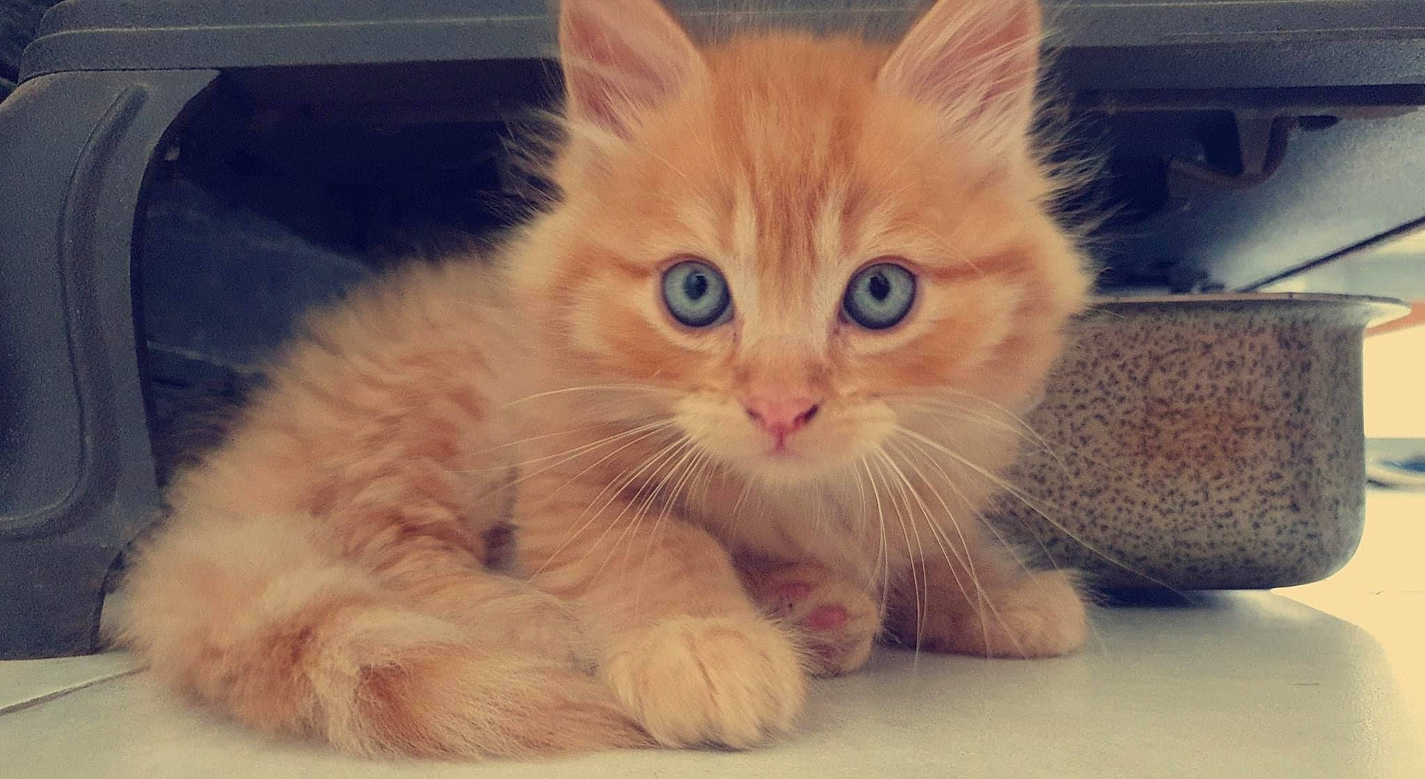 Rossi participe au concours pour gagner de l'argent avec cette photo : carnivore, cat, cat_supply, claw, comfort, domestic_short_haired_cat, fawn, felidae, fur, paw, photo_caption, sitting, small_to_medium_sized_cats, snout, tail, whiskers