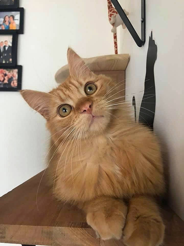 Rossi a rejoint le concours — aidez-le/la à gagner de superbes lots ! box, carnivore, cat, claw, domestic_short_haired_cat, drawer, fawn, felidae, flooring, fur, hardwood, paw, rectangle, room, small_to_medium_sized_cats, snout, tail, whiskers, window, wood