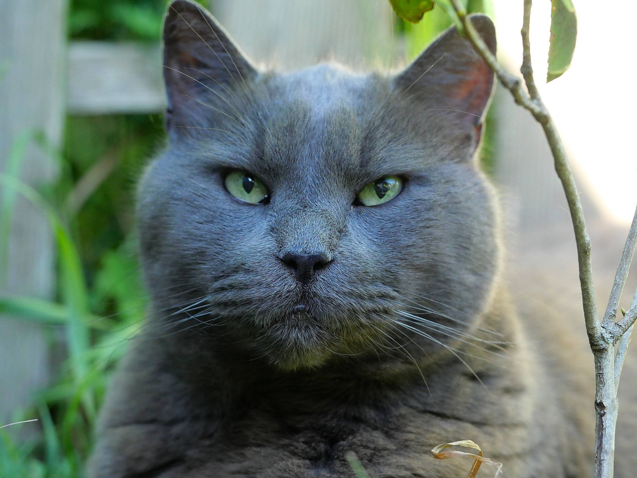 Crumble participe au concours pour gagner de l'argent avec cette photo : carnivore, cat, domestic_short_haired_cat, felidae, fur, grass, groundcover, plant, russian_blue, small_to_medium_sized_cats, snout, terrestrial_animal, tree, whiskers, wildlife, window