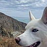 dog, white_dog, husky, blue_eyes, pet, canine, portrait, close_up, tongue, panting, harness, outdoors, coast, cliff, ocean, landscape, sky, clouds, grass, adventure