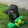dog, black_dog, grass, outdoor, toy, stuffed_toy, alligator_toy, smiling, happy, pet, animal, playful, cute, canine, nature, greenery, paw, lying_down, cheerful, domestic_animal