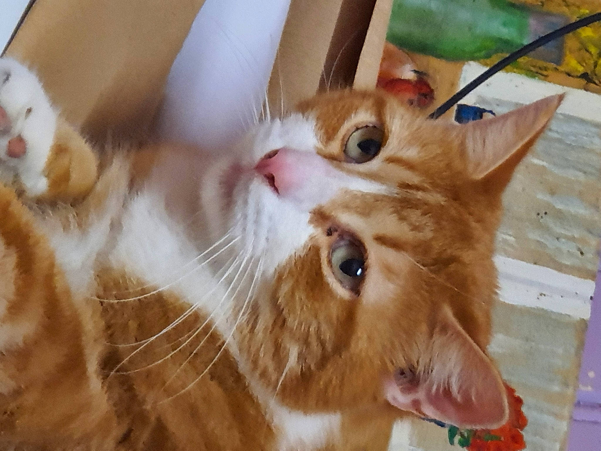 Kikinou participe au concours pour gagner de l'argent avec cette photo : carnivore, cat, claw, domestic_short_haired_cat, ear, fawn, felidae, flooring, fur, paw, plant, small_to_medium_sized_cats, snout, tail, whiskers, window, wood