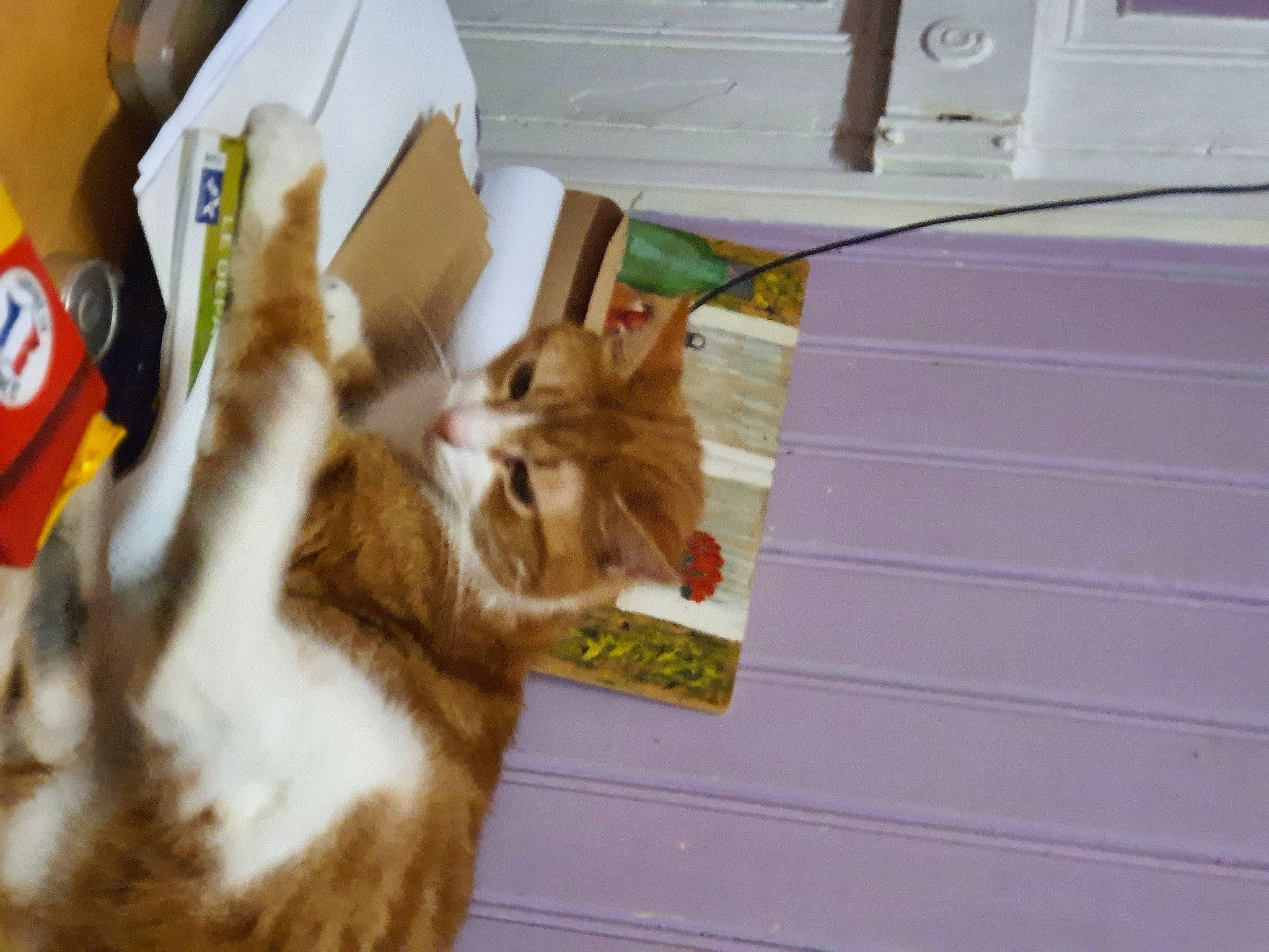 Kikinou participe au concours pour gagner de l'argent avec cette photo : carnivore, cat, companion_dog, dog_breed, domestic_short_haired_cat, fawn, felidae, flooring, fur, hardwood, paw, plant, room, siding, small_to_medium_sized_cats, sporting_group, tail, tree, whiskers, wood