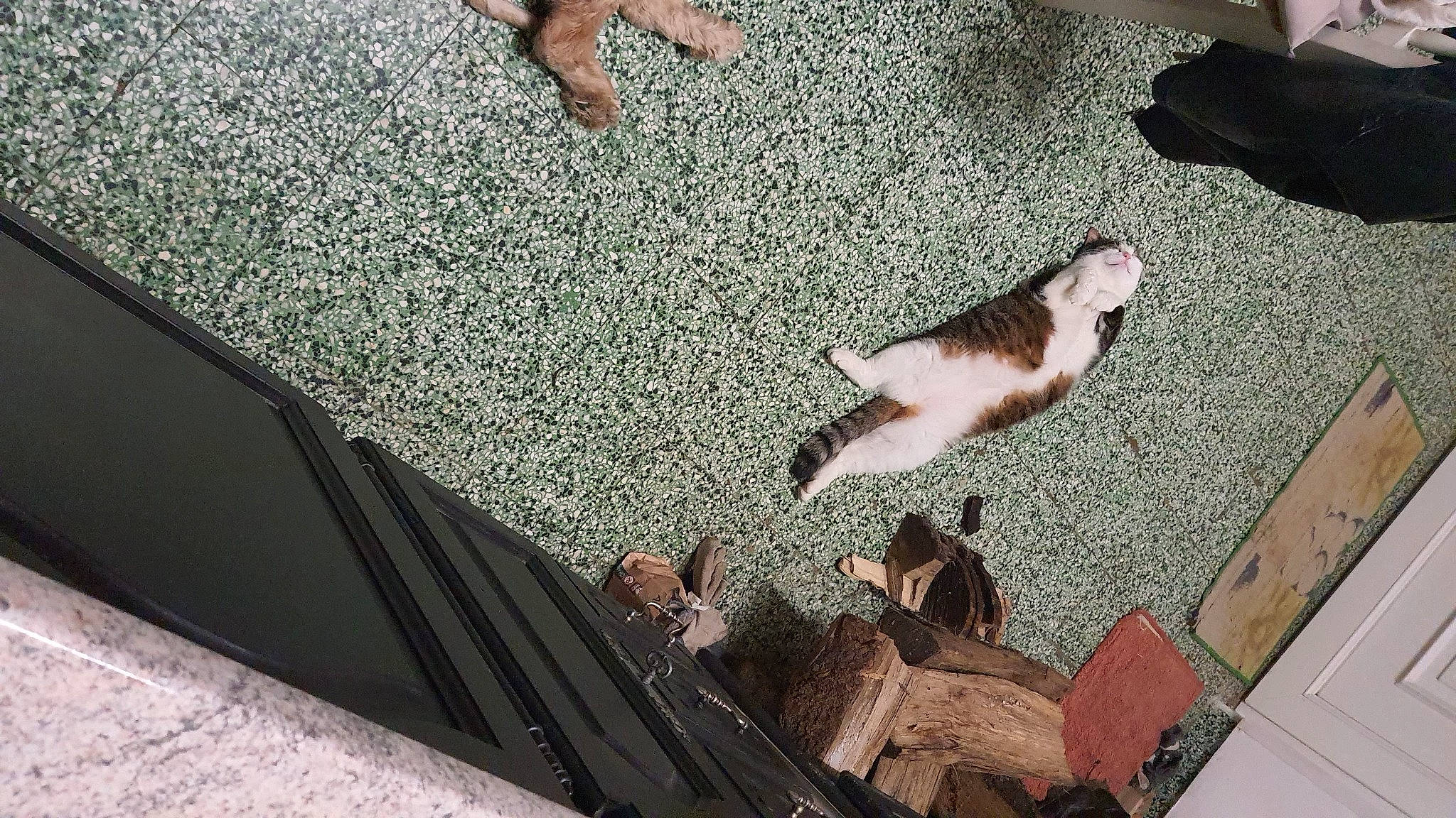 Pearl a rejoint le concours — aidez-le/la à gagner de superbes lots ! asphalt, barefoot, canidae, companion_dog, fawn, flooring, foot, fur, grass, hardwood, human_leg, road_surface, roof, sidewalk, small_to_medium_sized_cats, sporting_group, tail, wood