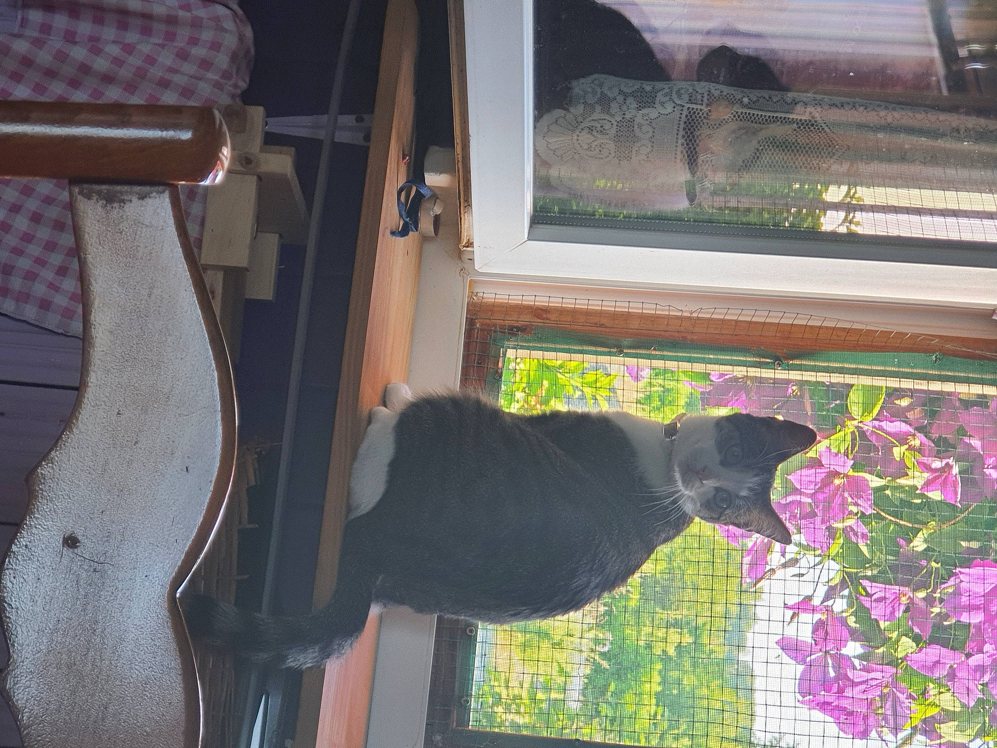 Pearl a rejoint le concours — aidez-le/la à gagner de superbes lots ! art, carnivore, cat, felidae, glass, linens, pattern, plant, rectangle, room, sash_window, small_to_medium_sized_cats, tail, textile, tints_and_shades, vehicle_door, window, window_covering, window_treatment, wood