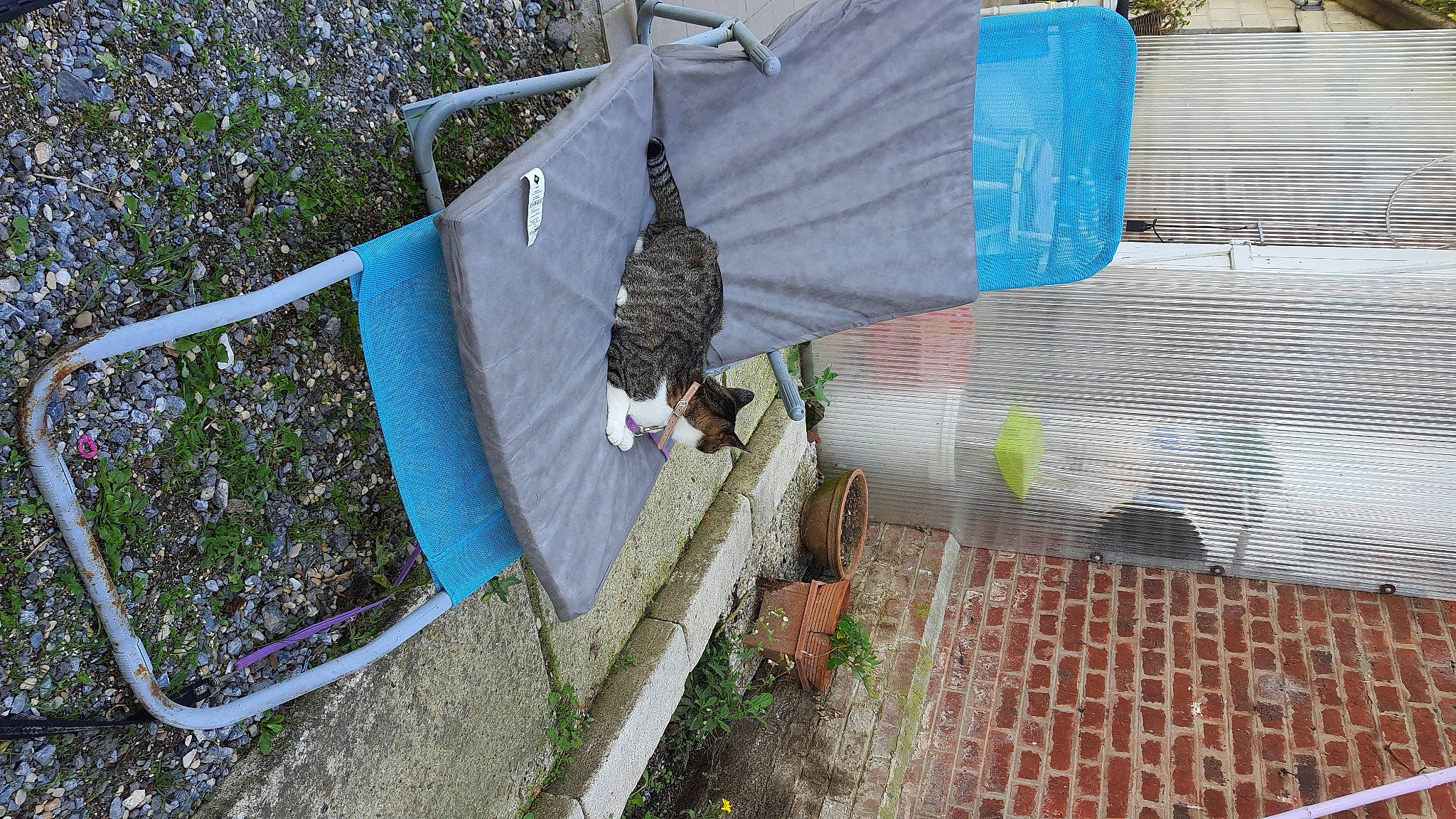 Pearl participe au concours pour gagner de l'argent avec cette photo : beak, bird, circle, feather, flooring, grass, herb, mesh, net, plant, road_surface, rope, sidewalk, soil, tarpaulin, vertebrate, wildlife, wing, wire, wood