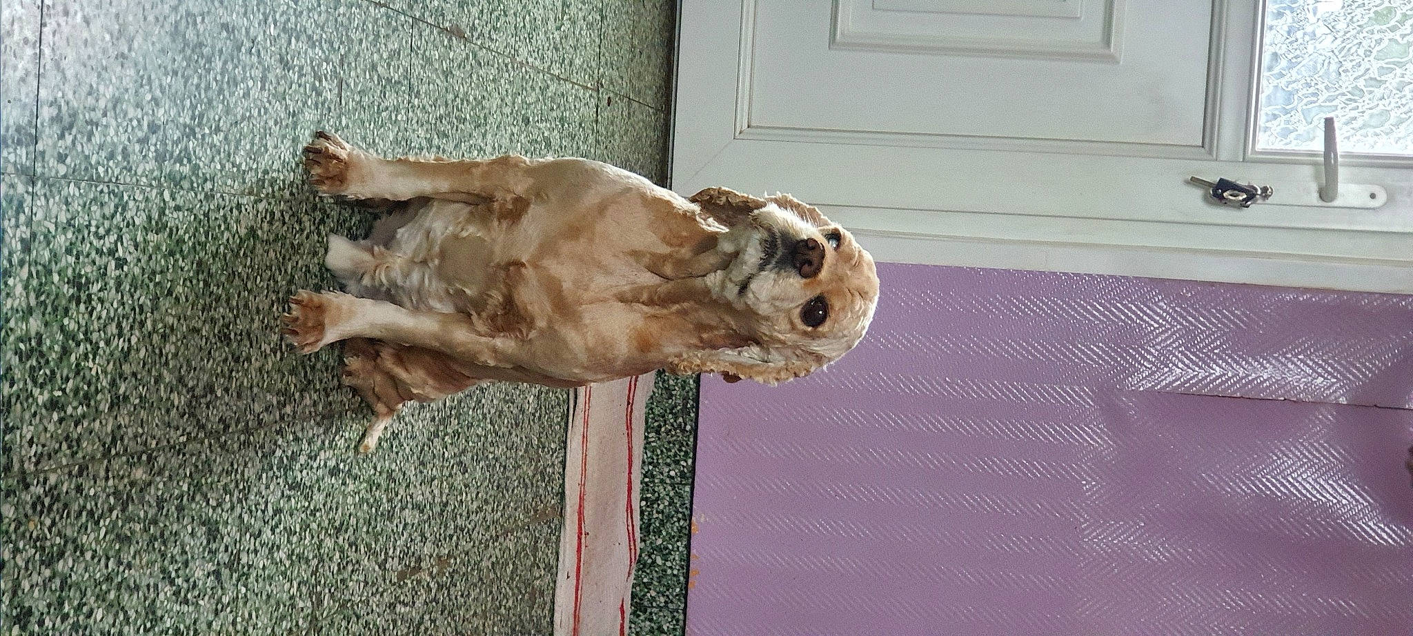 Harry a rejoint le concours — aidez-le/la à gagner de superbes lots ! art, canidae, carnivore, companion_dog, dog, dog_breed, door, fawn, fur, liver, non_sporting_group, paw, sculpture, snout, sporting_group, tail, terrestrial_animal, wood, working_animal