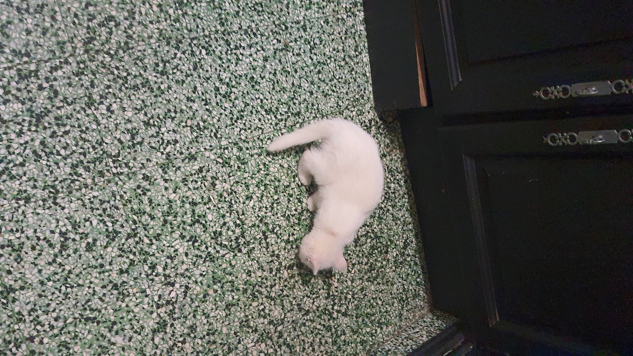 Diamant a rejoint le concours — aidez-le/la à gagner de superbes lots ! asphalt, canidae, carpet, companion_dog, door, flooring, foot, fur, gesture, grass, human_leg, nail, road_surface, snout, soil, toe, vehicle_door, window, wood, wrist