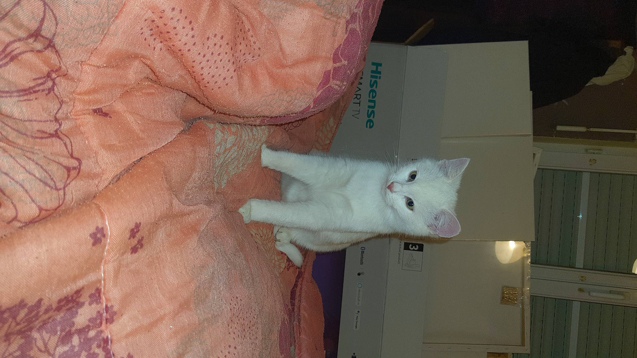 Diamant participe au concours pour gagner de l'argent avec cette photo : carnivore, cat, domestic_short_haired_cat, felidae, fur, linens, peach, plaster, room, small_to_medium_sized_cats, tail, whiskers, wood