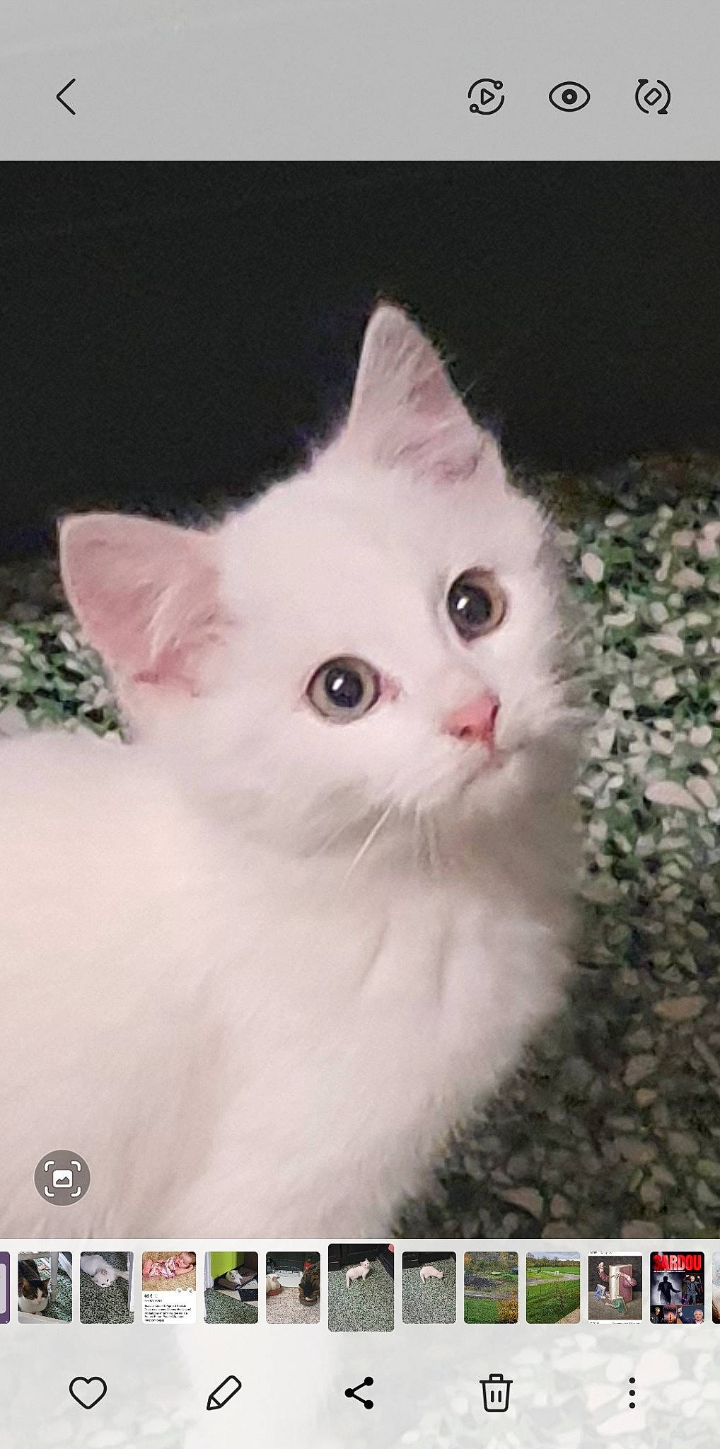 Diamant a rejoint le concours — aidez-le/la à gagner de superbes lots ! carnivore, cat, domestic_short_haired_cat, felidae, font, fur, internet_meme, iris, organism, paw, photo_caption, rectangle, small_to_medium_sized_cats, snout, tail, terrestrial_animal, whiskers