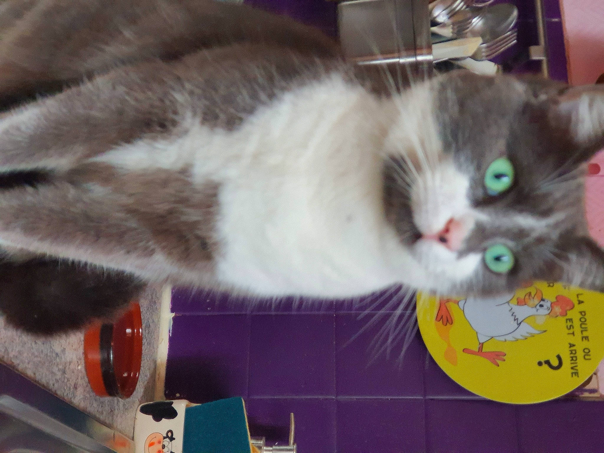 Sheba a rejoint le concours — aidez-le/la à gagner de superbes lots ! box, carnivore, cat, cat_supply, cat_toy, collar, domestic_short_haired_cat, felidae, fur, paw, small_to_medium_sized_cats, snout, tail, whiskers, window