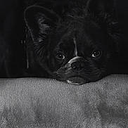 Smoke joined the competition — help win amazing prizes! animal, black_and_white, calm, close_up, dog, ears, expression, eyes, face, fur, indoor, low_light, nostrils, pet, portrait, quiet, relaxation, resting, snout, soft_texture