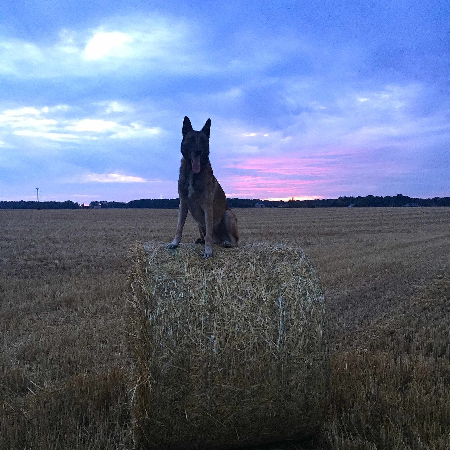 Joe participe au concours pour gagner de l'argent avec cette photo : animal, canine, colthorse, countryside, dog, farm, field, foal, germanshepherd, grass, grassland, horse, meadow, nature, outdoors, pet, plant, rural, sky, straw