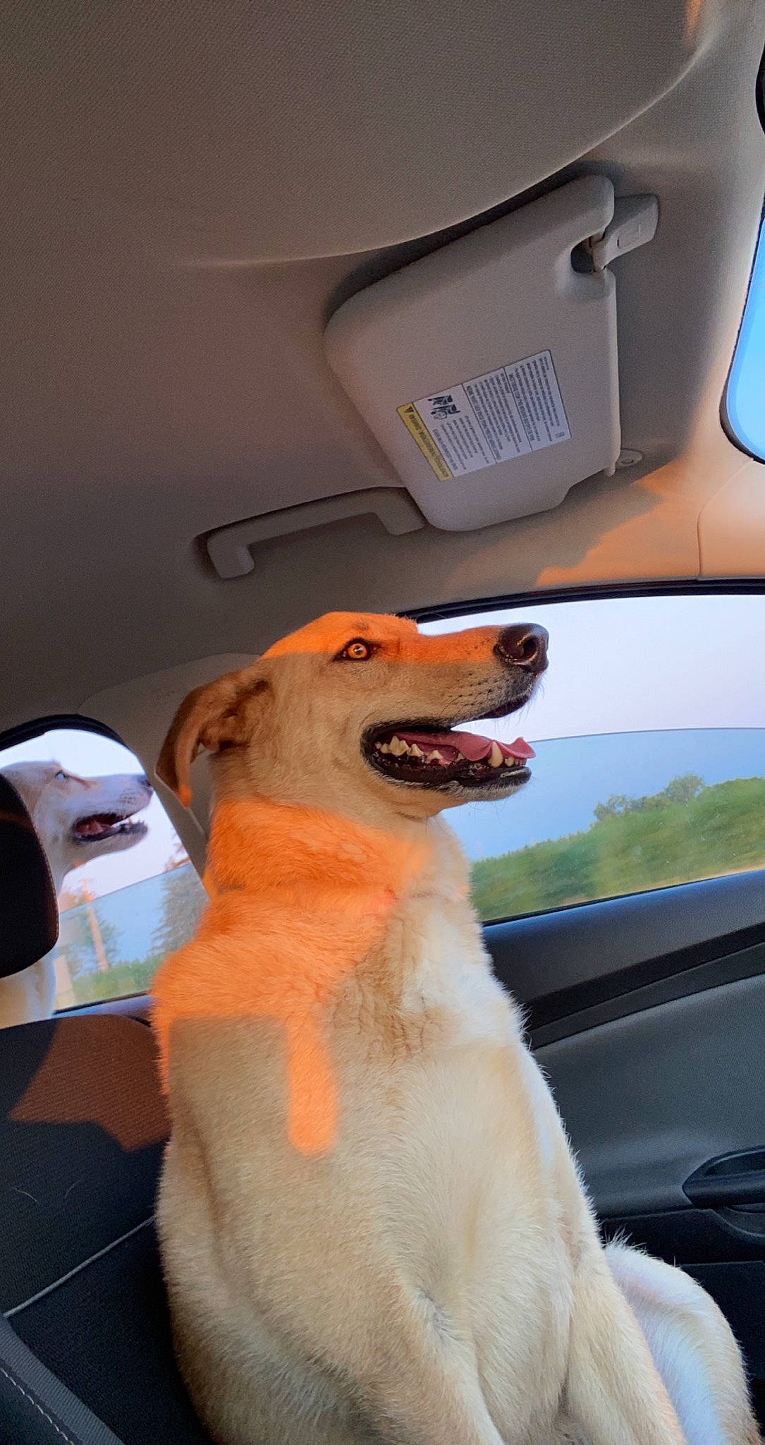 Nike is registered to the contest to win money with this photo: automotive_exterior, automotive_mirror, car, carnivore, collar, companion_dog, dog, dog_breed, eyewear, fawn, motor_vehicle, personal_luxury_car, rear_view_mirror, seat_belt, snout, sporting_group, vehicle, vehicle_door, windscreen_wiper, windshield