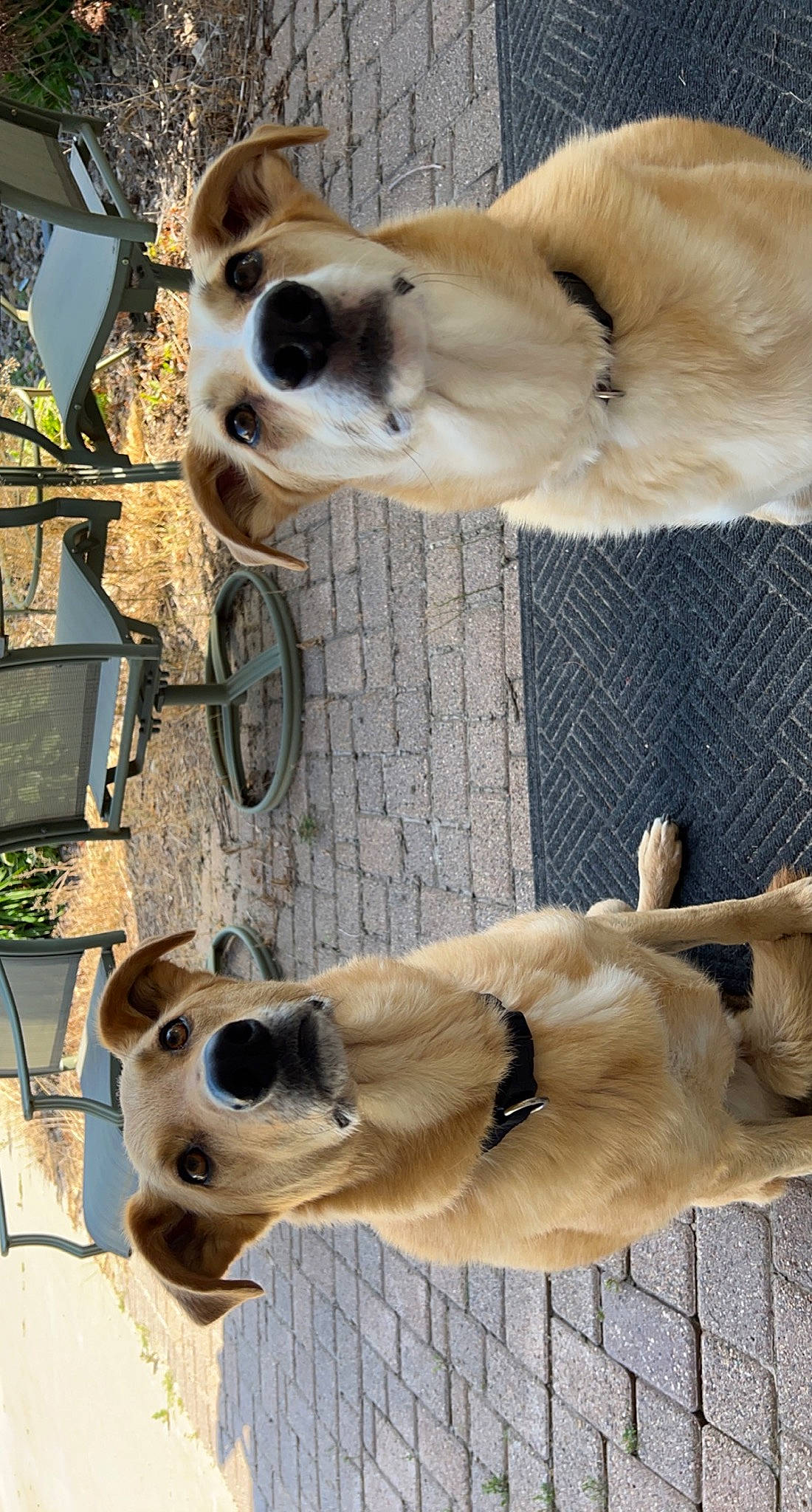 Nike is registered to the contest to win money with this photo: bicycle, bicycle_wheel, canidae, carnivore, collar, companion_dog, dog, dog_breed, dog_collar, fawn, fur, mammal, pet_supply, snout, sporting_group, tail, tire, wheel, wood, working_animal