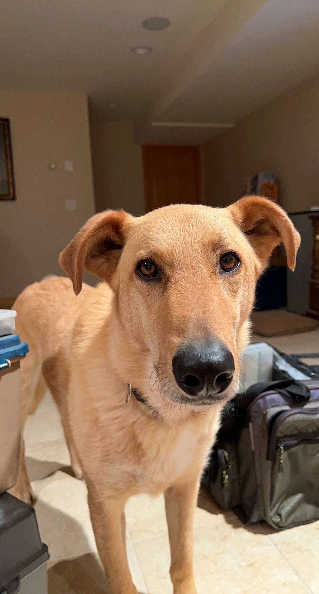 Nike is registered to the contest to win money with this photo: carnivore, chair, collar, companion_dog, dog, dog_breed, dog_collar, dog_supply, ear, eye, fawn, flooring, fur, pet_supply, picture_frame, snout, sporting_group, whiskers, wood, working_animal