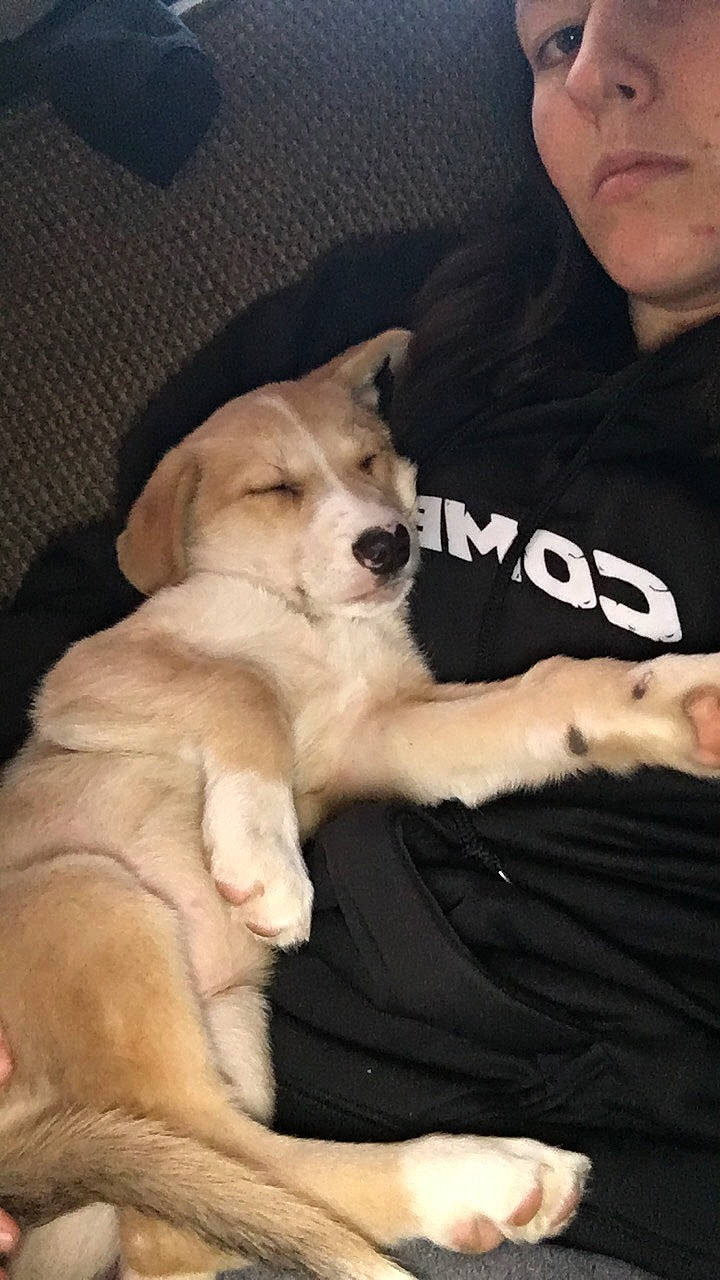 Bailey joined the competition — help win amazing prizes! canidae, carnivore, comfort, companion_dog, dog, dog_breed, elbow, eyewear, fawn, flash_photography, fur, gesture, jaw, paw, puppy_love, sitting, snout, sporting_group, t_shirt, tail