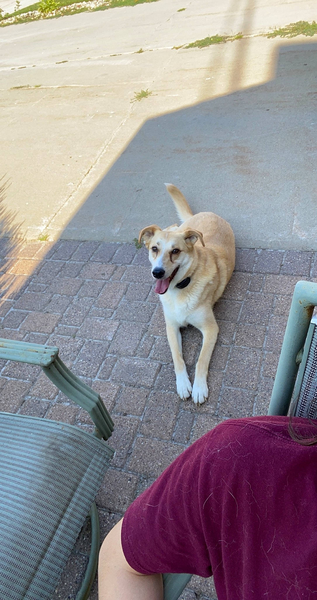 Bailey is registered to the contest to win money with this photo: adventure, canidae, carnivore, collar, companion_dog, curb, dog, dog_breed, dog_collar, fawn, flooring, leash, pet_supply, road, road_surface, sidewalk, sporting_group, street_dog, tail, working_animal