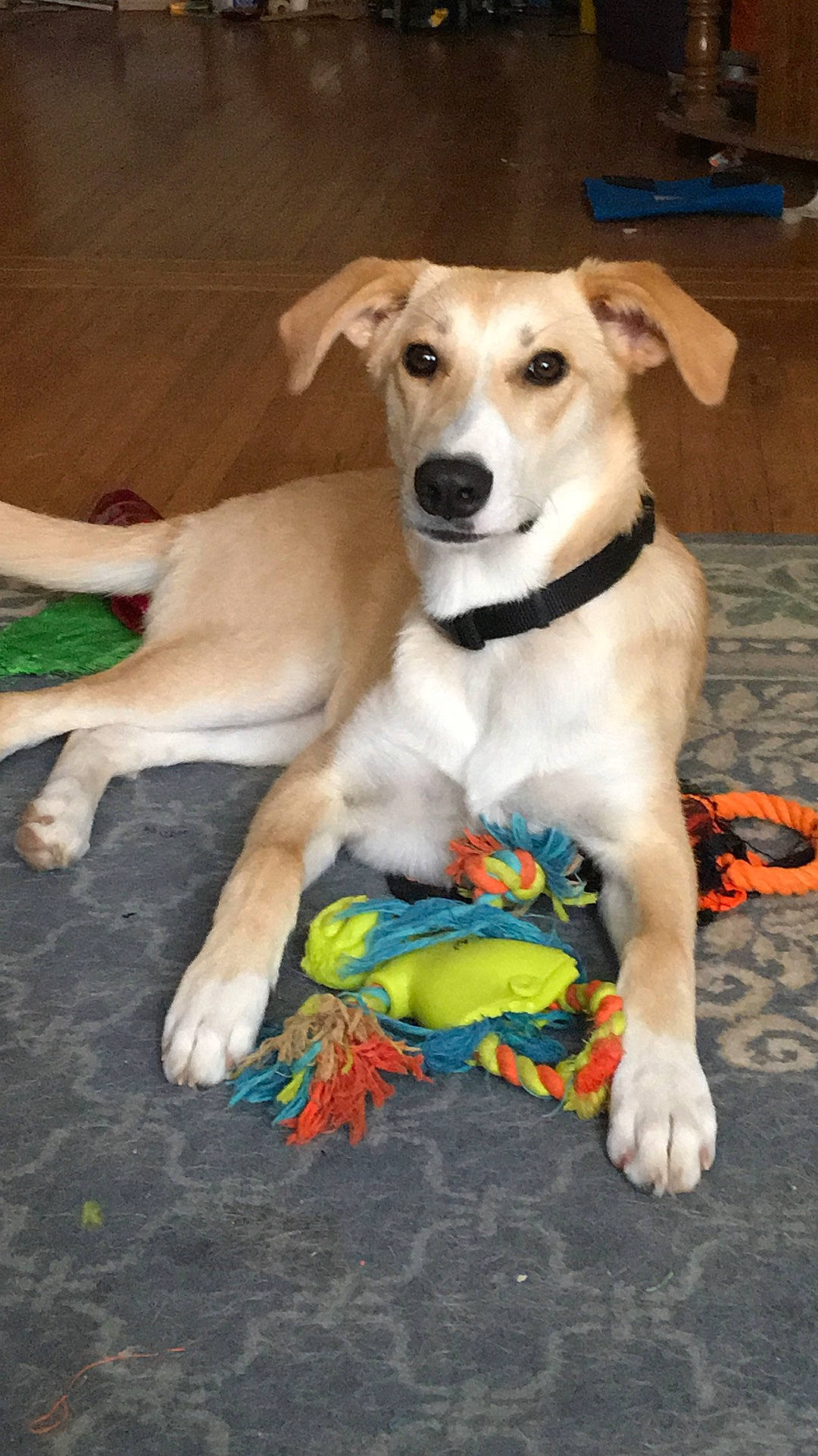 Bailey joined the competition — help win amazing prizes! ancient_dog_breeds, canidae, carnivore, collar, companion_dog, dog, dog_breed, dog_collar, dog_supply, fawn, fur, non_sporting_group, paw, pet_supply, sporting_group, street_dog, tail, whiskers, wood, working_animal