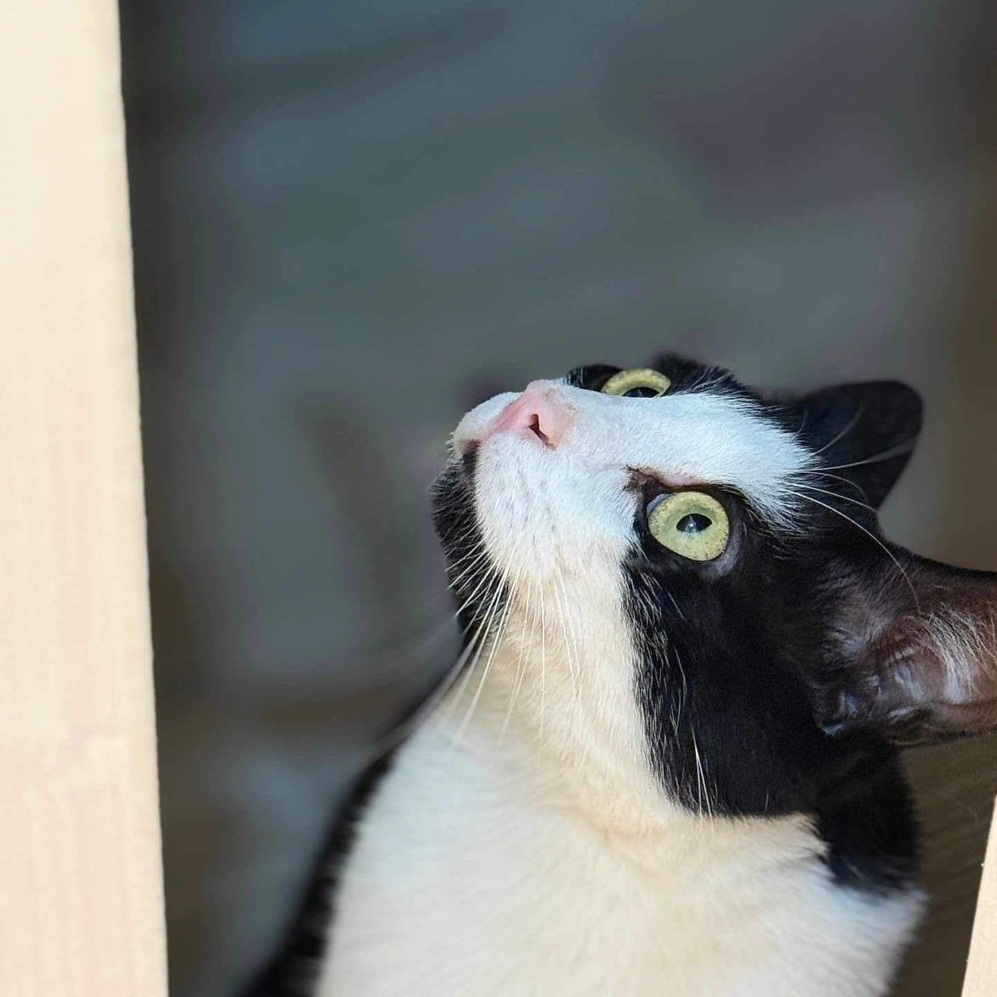 Wally participe au concours pour gagner de l'argent avec cette photo : cat, black_and_white, green_eyes, whiskers, close_up, portrait, curious, looking_up, indoor, soft_light, feline, animal, pet, cute, fur, ears, muzzle, face, focused, domestic