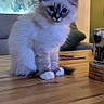 Blue a rejoint le concours — aidez-le/la à gagner de superbes lots ! kitten, cat, blue_eyes, fluffy, wooden_table, cup, cozy, mirror, leafy_wallpaper, indoor, home_decor, furniture, curious, pet, animal, cute, sitting, soft_fur, domestic_cat, young_cat