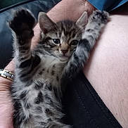 Forest joined the competition — help win amazing prizes! kitten, cat, tabby, pet, animal, feline, paw, fur, person, hand, skin, arm, indoor, couch, relaxing, cute, young, comfort, resting, domestic_animal