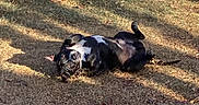 Diesel joined the competition — help win amazing prizes! animal, belly_up, black_and_white, canine, daylight, dogs, fallen_leaves, french_bulldog, funny, grass, ground, outdoor, park, pets, playful, rolling, shadows, sunlight, tongue_out, wrestling