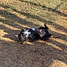 Diesel joined the competition — help win amazing prizes! dogs, canine, pets, playful, rolling, grass, outdoor, park, black_and_white, french_bulldog, belly_up, tongue_out, wrestling, sunlight, shadows, fallen_leaves, animal, funny, ground, daylight
