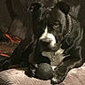 dog, black_and_white, pit_bull, pet, canine, sitting, lying_down, chair, cushion, toy, ball, collar, indoors, living_room, furniture, portrait, close_up, dark, relaxed, side_eye