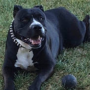 Diesel joined the competition — help win amazing prizes! dog, black_and_white, grass, outdoors, lying_down, smiling, open_mouth, teeth, collar, spiked_collar, toy, ball, pet, animal, portrait, centered, park, lawn, playful, happy