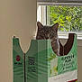 animal, barcode, blinds, box, cardboard, cat, curious, daylight, feline, green, home, indoor, leaf_pattern, looking, pet, rum_box, sitting, sunlight, table, window