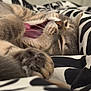 abyssinian, animal, blanket, bodypart, canine, cat, couch, dog, electronics, furniture, hardware, homedecor, kitten, manx, mouth, person, pet, sleeping, teeth, tongue