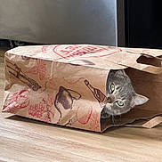 Seri Da Cherrie joined the competition — help win amazing prizes! animal, bag, cat, crumpled_bag, curious, cute, domestic_cat, feline, floor, gray_cat, green_eyes, home, indoor, kitchen, looking_out, paper_bag, pet, playful, whiskers, wooden_floor
