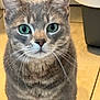 abyssinian, angora, animal, cat, egyptiancat, gray, hardwood, indoors, kitten, manx, pet, snout, wood