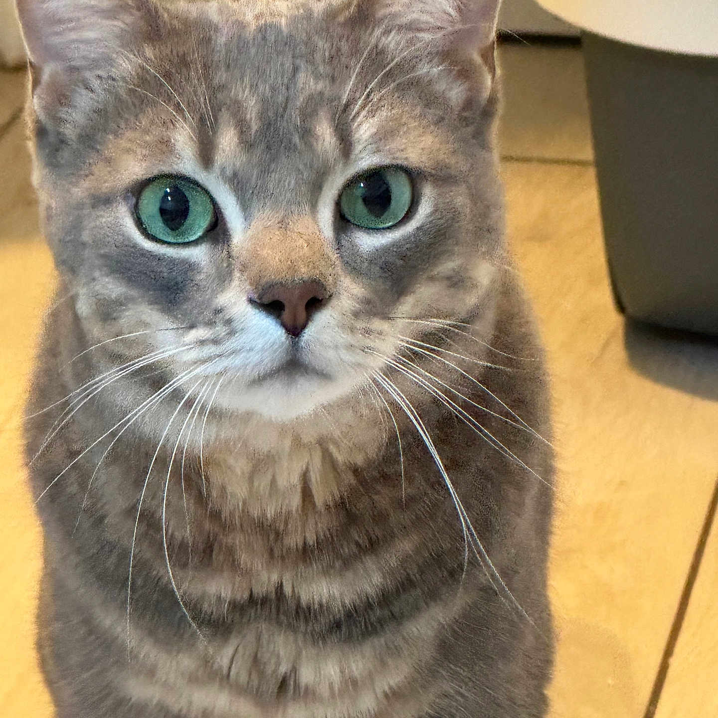 Seri Da Cherrie joined the competition — help win amazing prizes! abyssinian, angora, animal, cat, egyptiancat, gray, hardwood, indoors, kitten, manx, pet, snout, wood