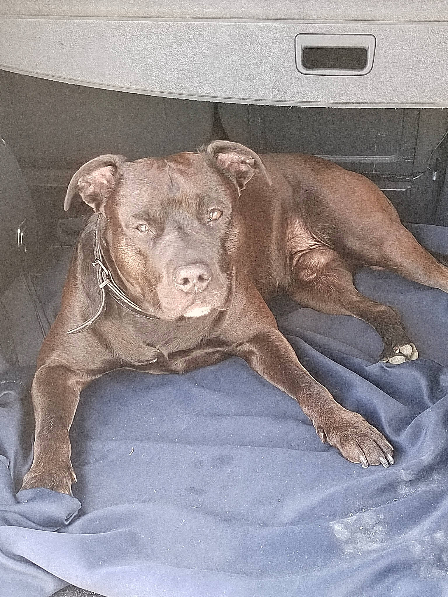 Ayko participe au concours pour gagner de l'argent avec cette photo : canidae, carnivore, comfort, companion_dog, dog, dog_breed, dog_supply, fawn, guard_dog, hood, liver, metal, pet_supply, snout, sporting_group, terrestrial_animal, whiskers, windshield, working_animal, wrinkle