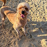 Deuce is registered to the contest to win money with this photo: animal, beach, canine, closeup, daytime, dog, fur, happy, nature, outdoor, paw, pet, playful, portrait, sand, smiling, summer, sunlight, tail, tongue_out
