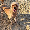animal, beach, canine, closeup, daytime, dog, fur, happy, nature, outdoor, paw, pet, playful, portrait, sand, smiling, summer, sunlight, tail, tongue_out