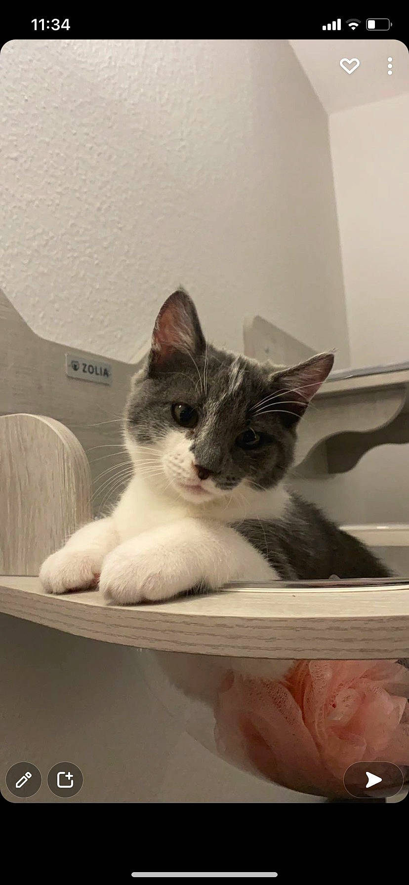 Taki a rejoint le concours — aidez-le/la à gagner de superbes lots ! box, carnivore, cat, cat_supply, comfort, domestic_short_haired_cat, eye, felidae, fur, grey, head, monochrome_photography, paw, pet_supply, room, small_to_medium_sized_cats, snout, tail, whiskers, window