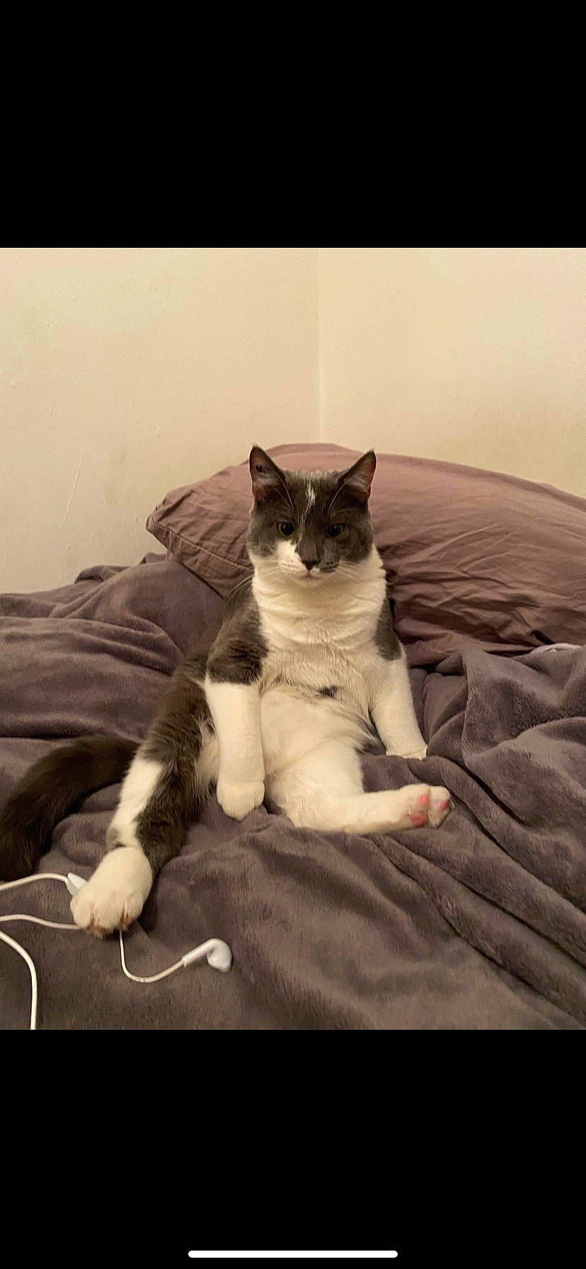 Taki participe au concours pour gagner de l'argent avec cette photo : bed, bedding, carnivore, cat, cloud, comfort, domestic_short_haired_cat, felidae, foot, fur, grey, human_leg, linens, paw, room, sitting, sky, small_to_medium_sized_cats, tail, whiskers