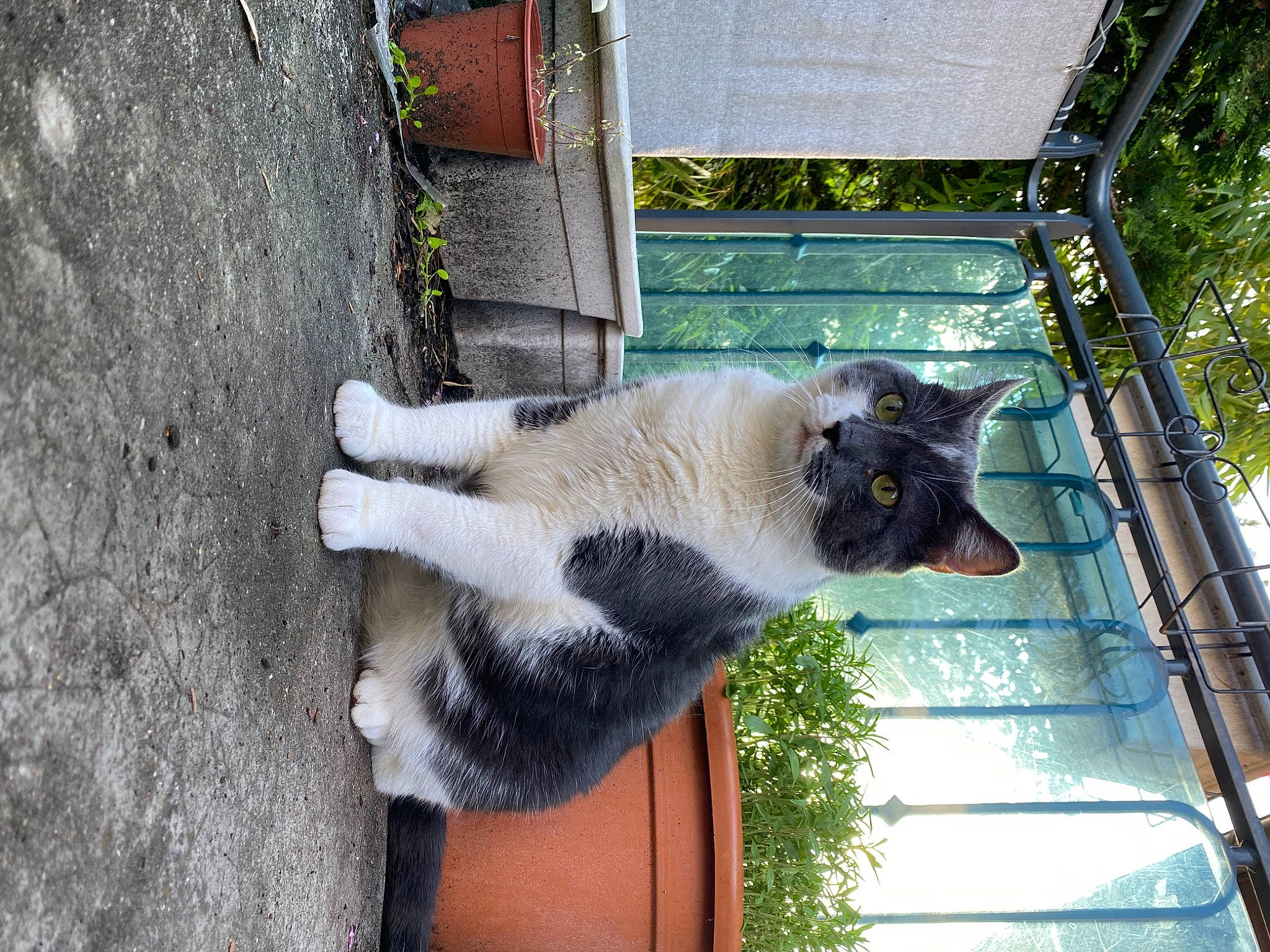 Taki participe au concours pour gagner de l'argent avec cette photo : building, canidae, carnivore, cat, dog_breed, domestic_short_haired_cat, fawn, felidae, fur, house, plant, small_to_medium_sized_cats, snout, sporting_group, tail, terrestrial_animal, tree, whiskers, wildlife, window