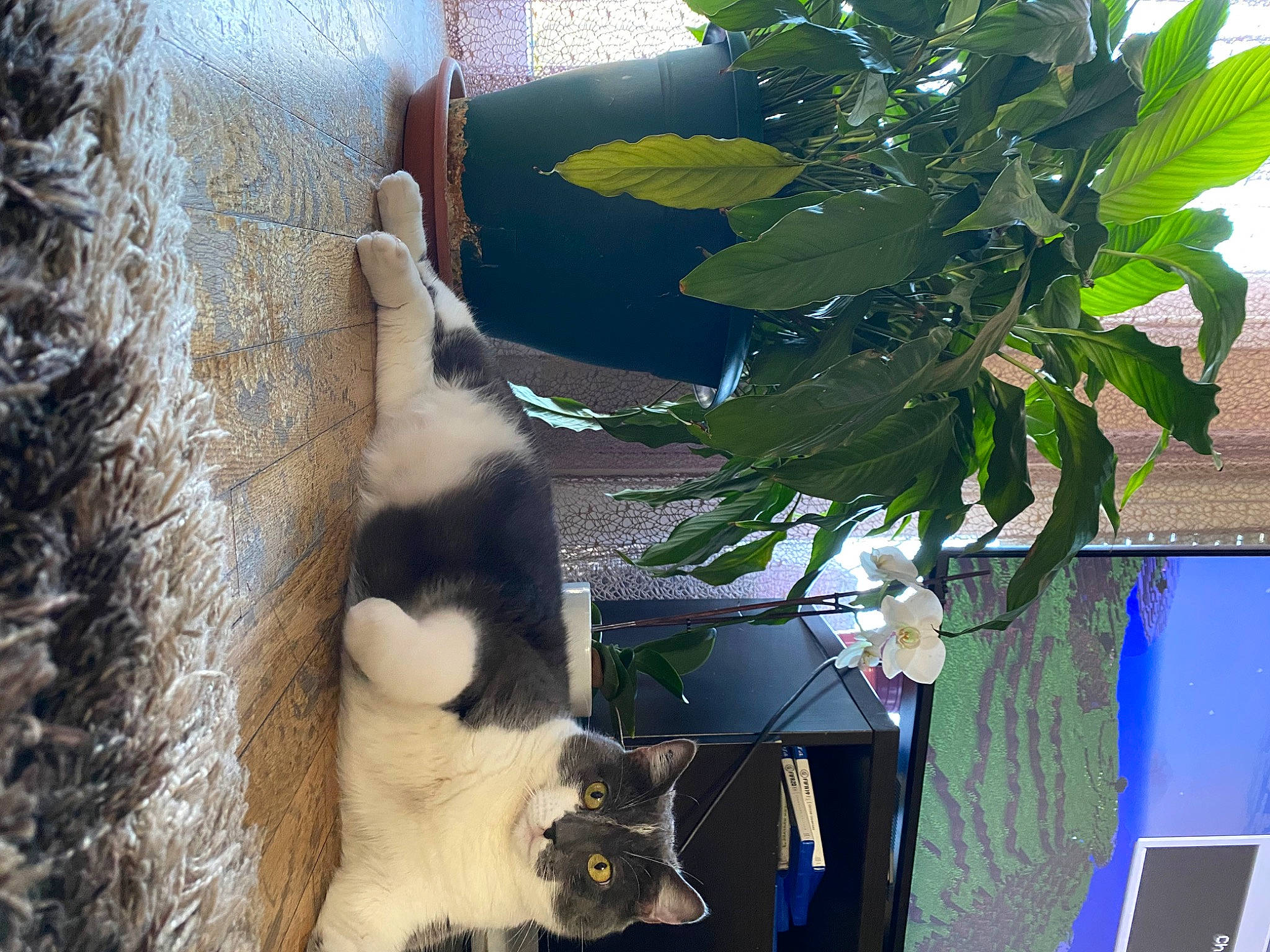 Taki a rejoint le concours — aidez-le/la à gagner de superbes lots ! carnivore, cat, dog_breed, felidae, fur, laptop, light, mammal, natural_material, panda, pet_supply, plant, small_to_medium_sized_cats, tail, terrestrial_animal, tree, trunk, twig, whiskers, wildlife