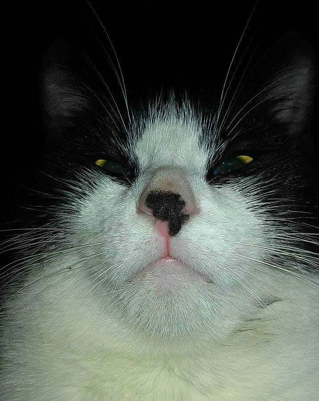 Nounouille participe au concours pour gagner de l'argent avec cette photo : black_and_white, carnivore, cat, close_up, eye, face, felidae, fur, head, nose, photography, small_to_medium_sized_cats, snout, whiskers