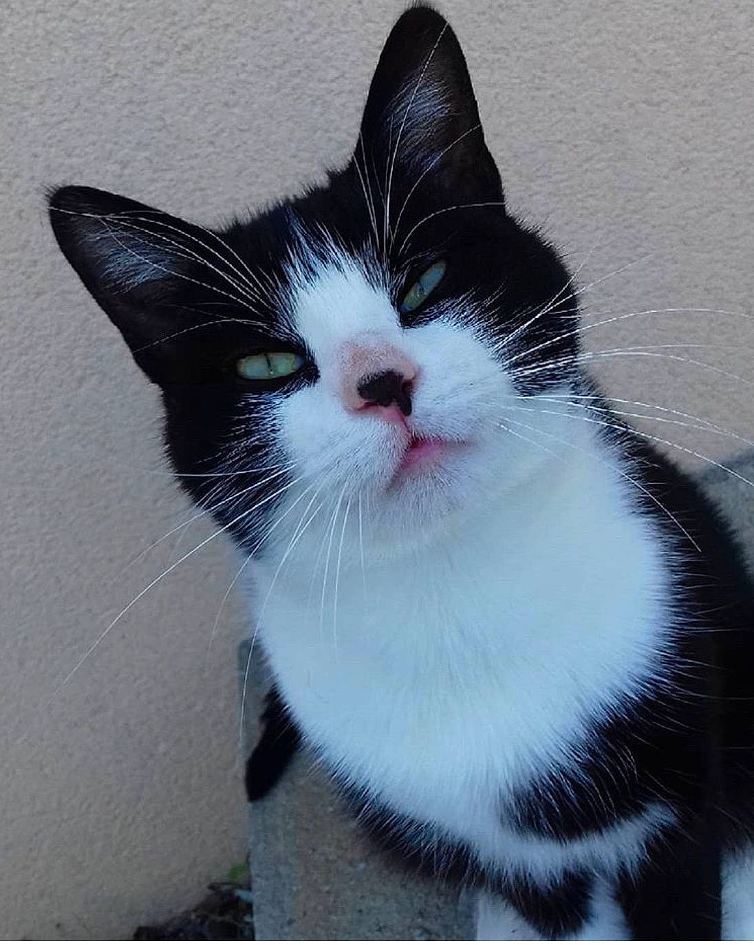 Nounouille a rejoint le concours — aidez-le/la à gagner de superbes lots ! aegean_cat, american_wirehair, black_and_white, carnivore, cat, domestic_short_haired_cat, european_shorthair, eye, felidae, japanese_bobtail, kitten, mammal, nose, ojos_azules, polydactyl_cat, small_to_medium_sized_cats, snout, tail, whiskers