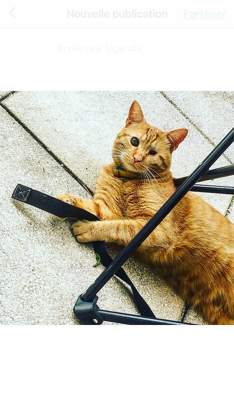 Vaillant a rejoint le concours — aidez-le/la à gagner de superbes lots ! aegean_cat, arabian_mau, asian, beige, carnivore, cat, claw, domestic_short_haired_cat, european_shorthair, fawn, felidae, fur, kitten, leash, sitting, small_to_medium_sized_cats, snapshot, tabby_cat, tail, whiskers