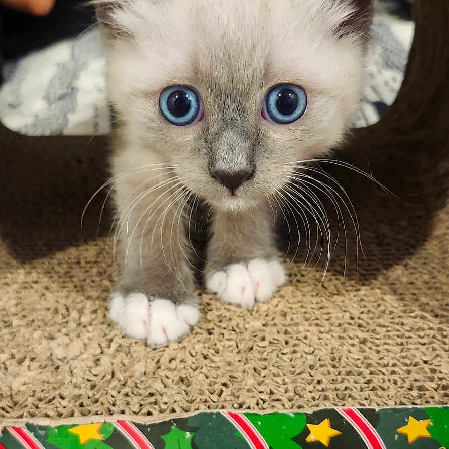 Skippy is registered to the contest to win money with this photo: kitten, cat, blue_eyes, curious, cute, pet, indoor, scratch_pad, tunnel, holiday_theme, decorations, blanket, cozy, feline, young, whiskers, small_paws, fur, playful, animal